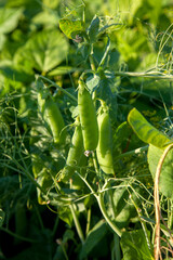 Sugar peas with flowers and pods in the vegetable garden over blurry background..