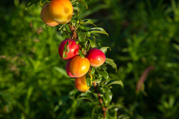 Ripe cherry plum berries in the garden on a tree. Growing cherry plums in a orchard..