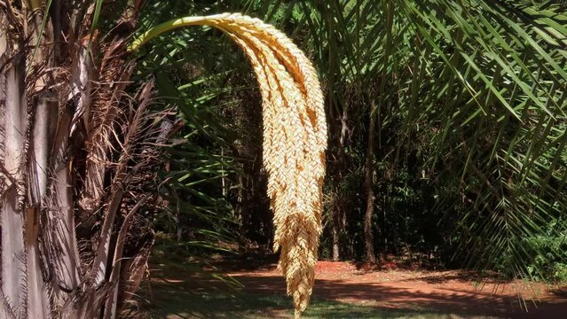 Ouricury palm, also known as licuri (Syagrus coronata) 