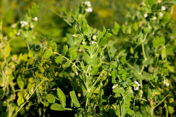 Flowers of pea with pods in the vegetable garden over blurry background..