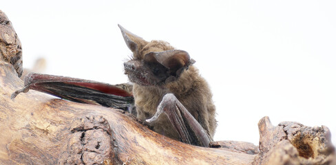 Tadarida brasiliensis - Mexican or Brazilian free tailed bat.  Found deceased on ground.  Isolated on white background close up of face, ears, nose leaf, thumb. Brown color