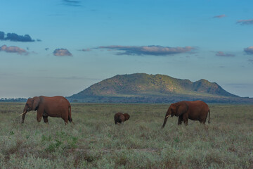 Elephants of Amboseli