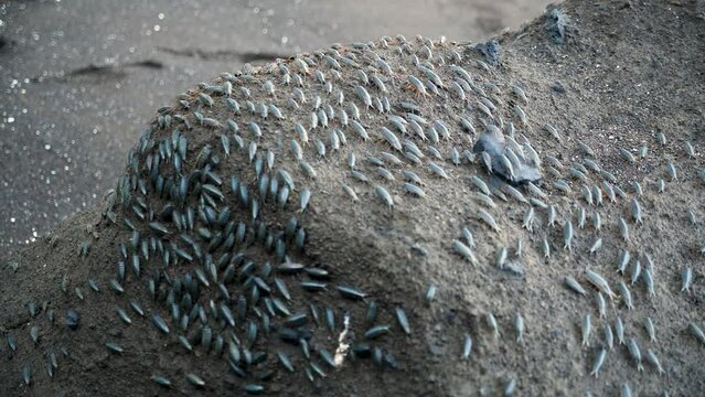 A swarm of Ligia oceanica or sea roach in Jeju Island, South Korea. Sea bugs leaving on the beach near Seongsan Ilchulbong. High quality 4k footage.
