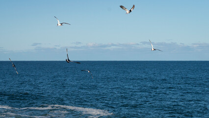 Naklejka premium bird flight over the sea