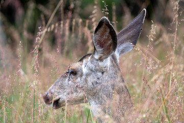Close up of a mule deer in a grassy field near Morro Bay, California.