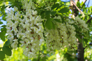 acacia, spring acacia flower close-up, white spring flowers on acacia tree