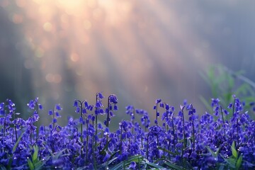 Meadow of Wild Bluebells at Dawn, Perfect for Text on a Dewy Morning Blurred Background