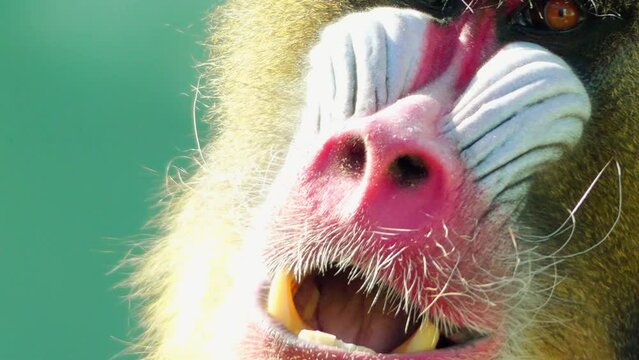 Mandrill (Mandrillus sphinx) is primate of monkey