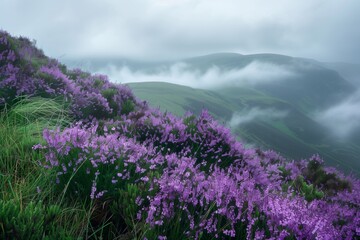 Obraz premium Wild Heather in Highland Mist, Ideal Text Space on a Foggy Mountain Background