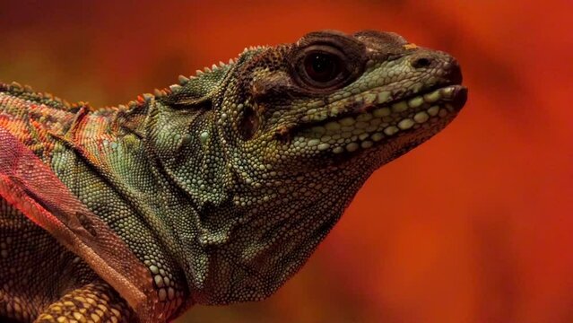 Weber's sailfin lizard (Hydrosaurus weberi)