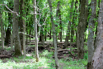 scenic forestry in a rural location