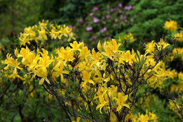 Azalea beautiful blooming flower - Rhododendron