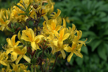 Fototapeta premium Azalea beautiful blooming flower - Rhododendron
