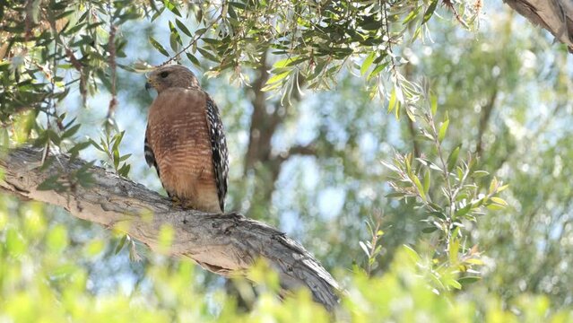 A large hawk (Accipiter) on a tree in a California park.