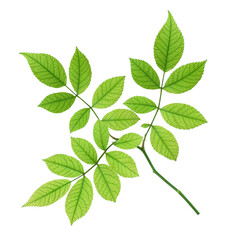 green spring leaves for design and decoration. Isolated on transparent, png. Fresh leaves. Foliage. Spring, summer.