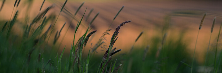 Grüne Grashalme vor aquarellfarbig goldbraunen landwirtschaftlichen Flächen im Hintergrund....