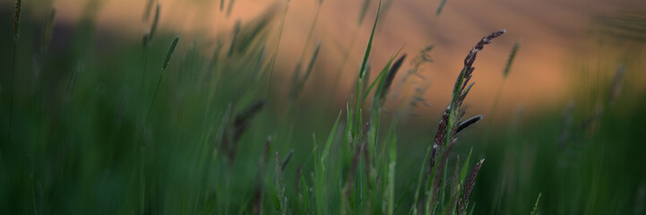 Gr&uuml;ne Grashalme vor aquarellfarbig goldbraunen landwirtschaftlichen Fl&auml;chen im Hintergrund. Hochaufl&ouml;sende Webseiten Vorlage im Fr&uuml;hlings-Garten