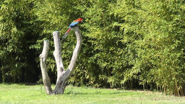 Green-winged macaw (Ara chloropterus)
