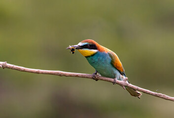 European Bee-eater, Merops apiaster, Merops