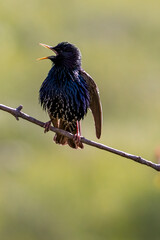 Common starling on branch, songbird