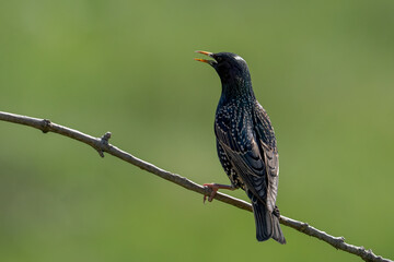 Common starling on branch, songbird