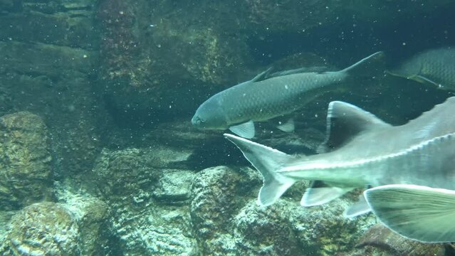 Beluga or Great sturgeon (Huso huso) is species of anadromous fish in sturgeon family (Acipenseridae) of order Acipenseriformes. It is found primarily in Caspian and Black Sea basins.