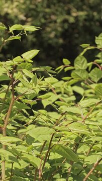 vertical video Japanese knotweed Reynoutria japonica  is an invasive non-native species of plant, seen blowing in the wind on a warm summer morning