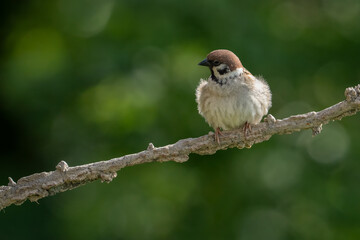 Sparrow on little branch in forest