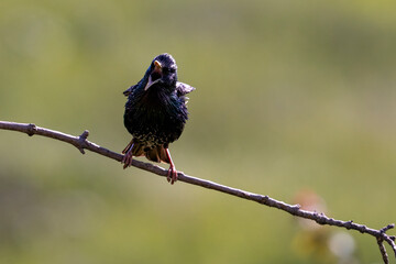 Common starling on branch, songbird
