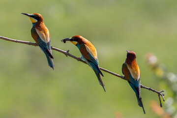 European Bee-eater, Merops apiaster, Merops