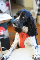 english cocker spaniel dog
