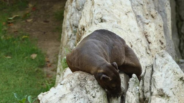 Fossa is cat-like, carnivorous mammal endemic to Madagascar. It is a member of the Eupleridae, a family of carnivorans closely related to the mongoose family (Herpestidae).