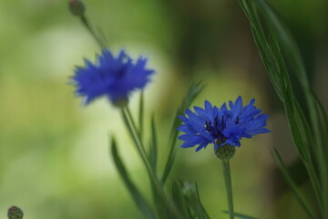 Fototapeta premium blue flowers on the street 