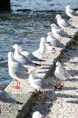 seagulls on the shore