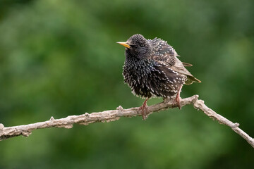 Common starling on branch, songbird