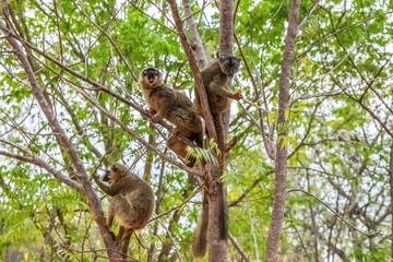 Common brown lemur (Eulemur fulvus) with orange eyes.
