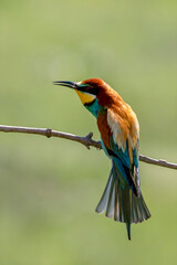 European Bee-eater, Merops apiaster, Merops