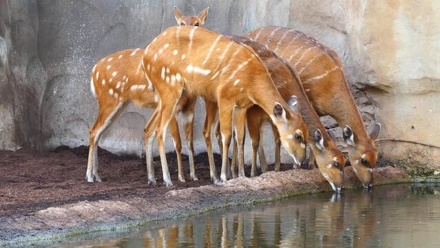 sitatunga or marshbuck (Tragelaphus spekii) is a swamp-dwelling antelope found throughout central Africa.