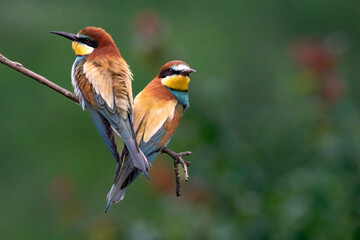 European Bee-eater, Merops apiaster, Merops