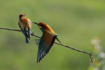 European Bee-eater, Merops apiaster, Merops