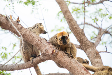 Common brown lemur (Eulemur fulvus) with orange eyes.