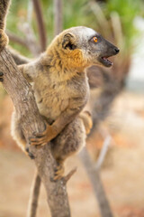 Common brown lemur (Eulemur fulvus) with orange eyes.