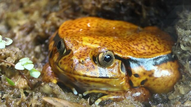 Madagascar tomato frog or crapaud rouge de Madagascar (Dyscophus antongilii) is a species of frog in the family Microhylidae.