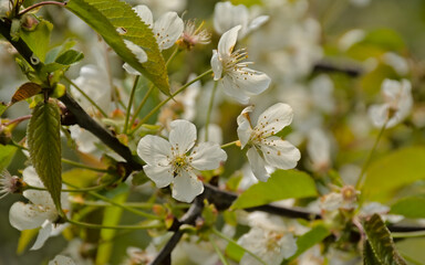 Closeup of sunny white wild cherry blossoms in springtime - prunus avium 