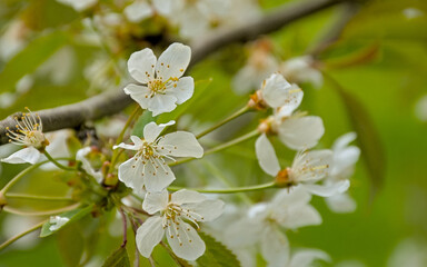 Closeup of sunny white wild cherry blossoms in springtime - prunus avium 