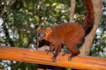 Red lemur (Eulemur Coronatus), endemic animal