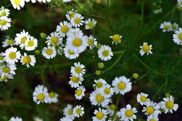 Viele Kamillenblüten im Frühling