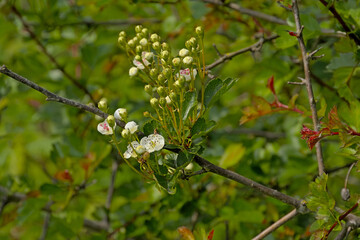  Closeup of sunny white hawthorn buds and  blossoms in springtime