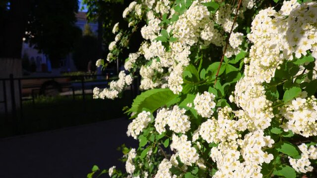 A bush with white flowers, spirea bride, swaying in the wind on a flowerbed on the street of a small town. B roll
