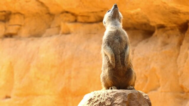 meerkat or suricate (Suricata suricatta)